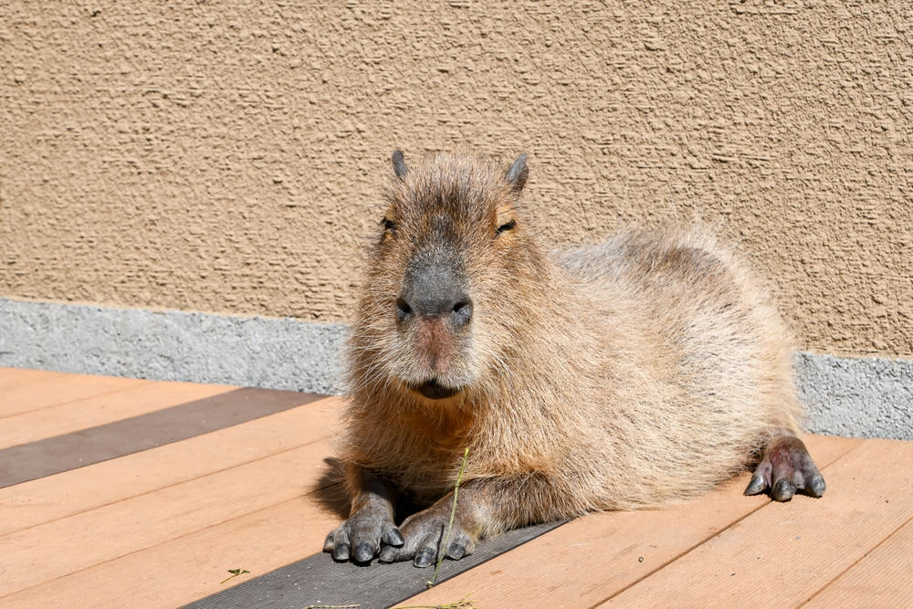 Capybara Cafe in Tokyo